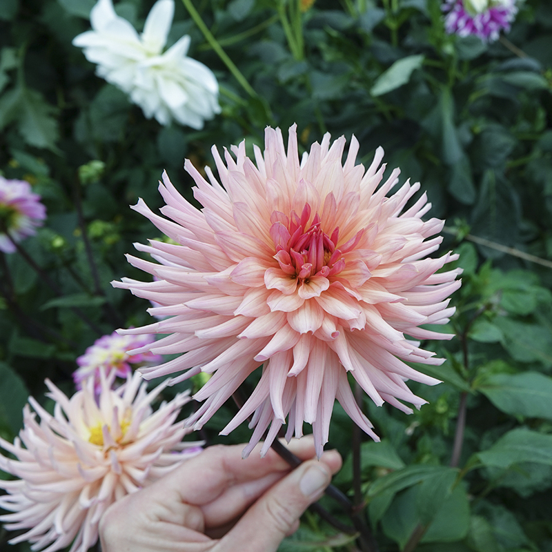 preference dahlia dahlien