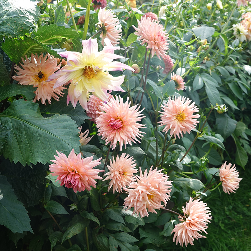 cactus dahlia zalm