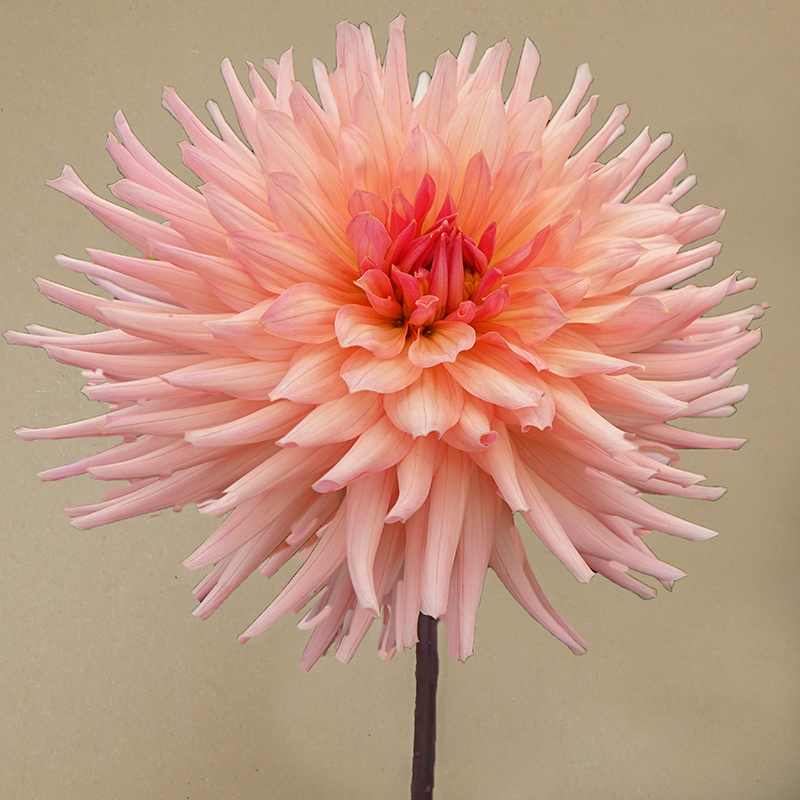 preference dahlia dahlien
