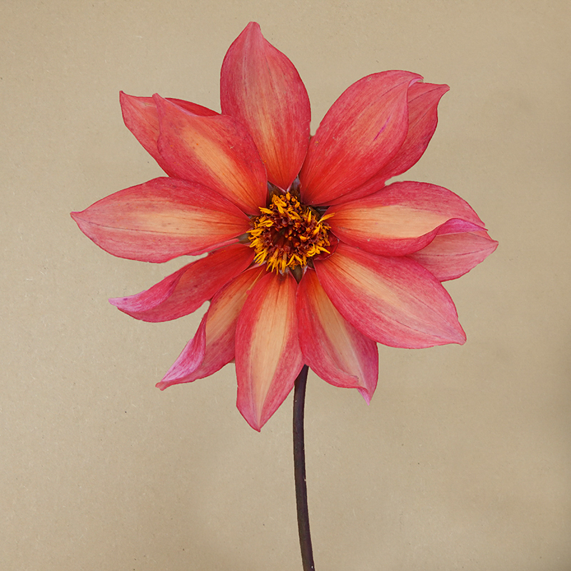 Dakarin dahlia dahlien