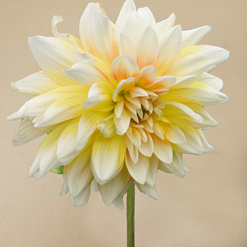Seattle dahlia dahlien