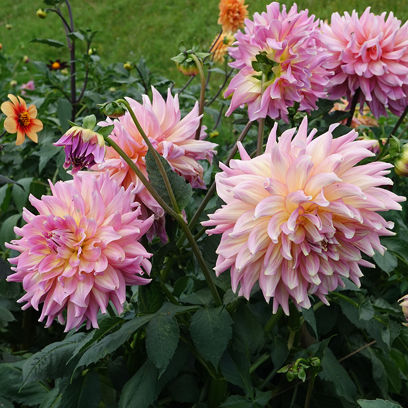 dahlien strawberry ice