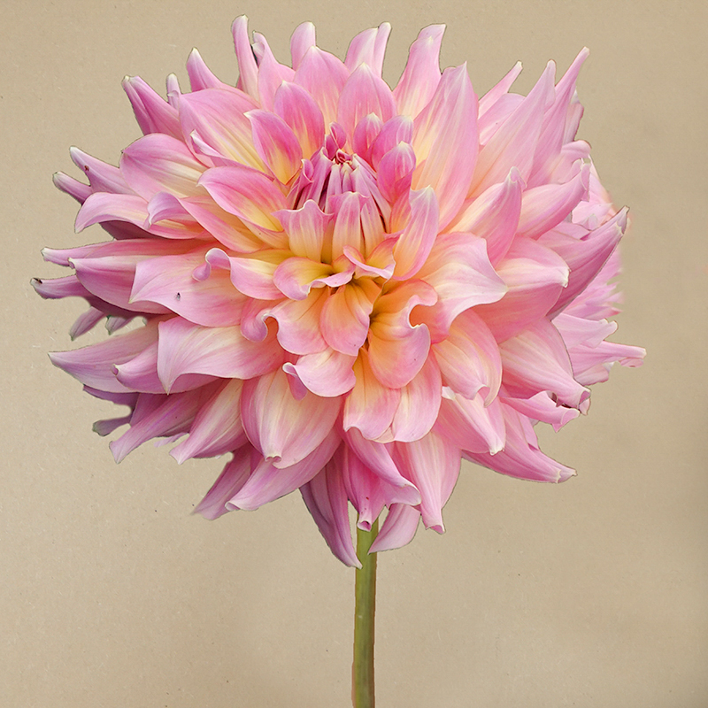 strawberry ice dahlia