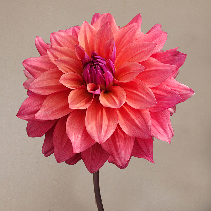 american dawn dahlia dahlien