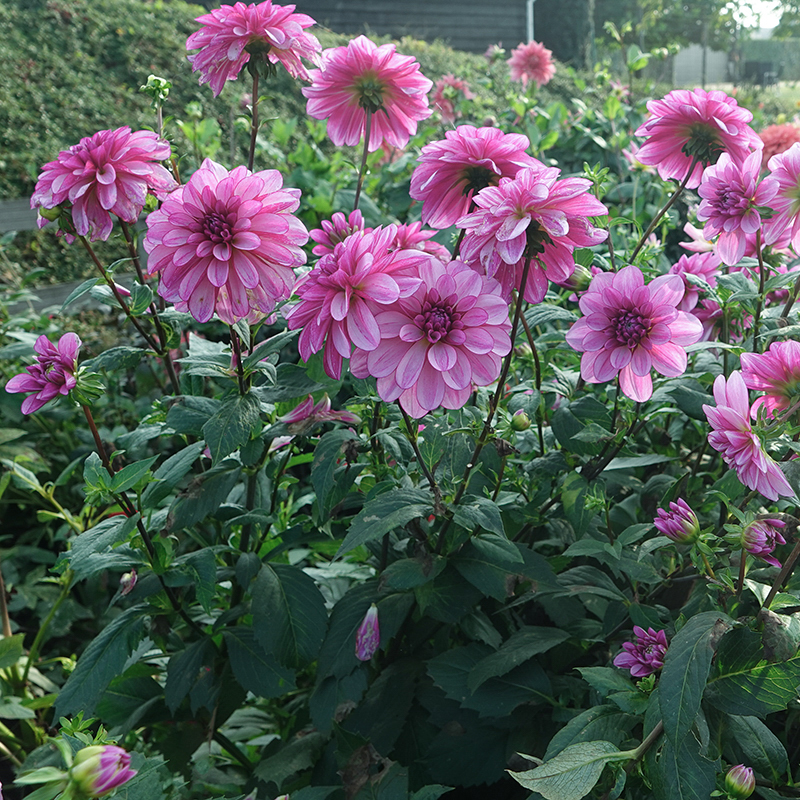 dahlien creme cassis