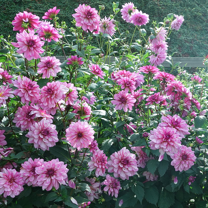 creme de cassis dahlia