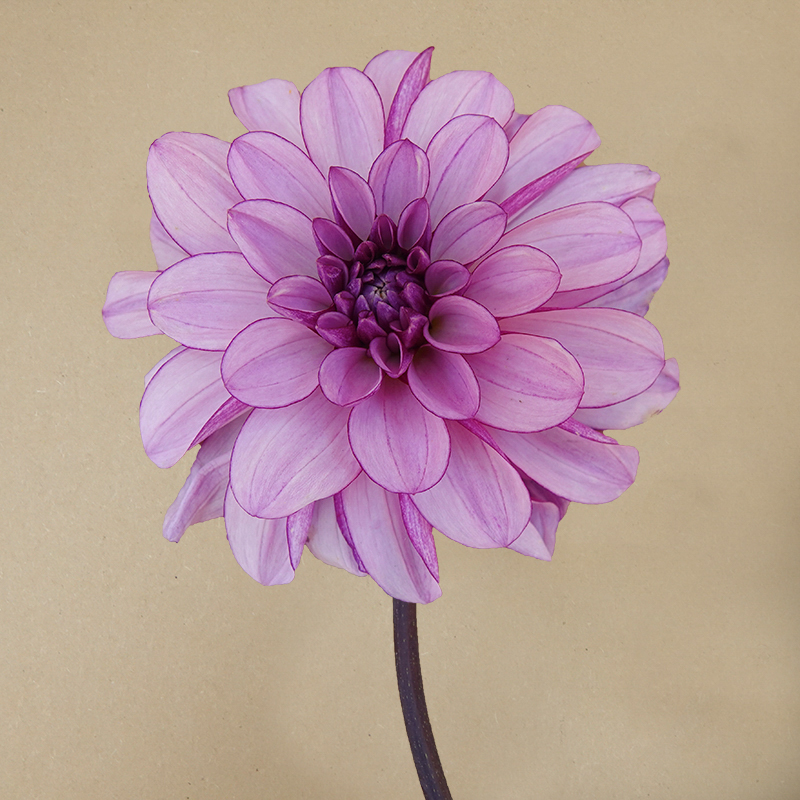 creme de cassis dahlia