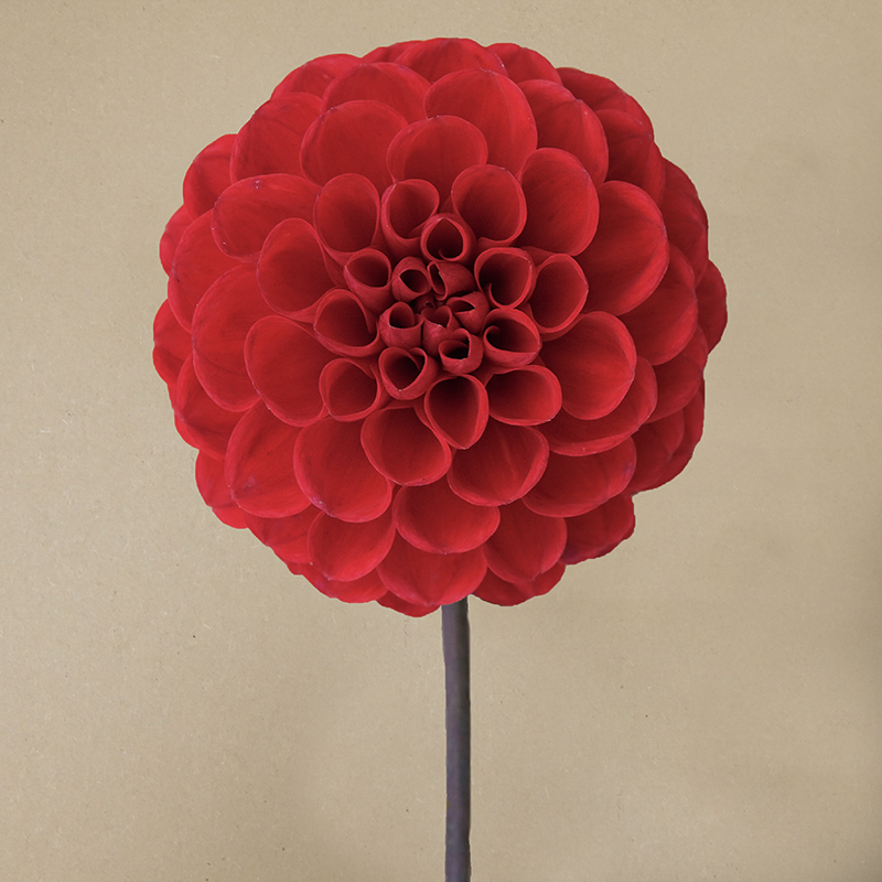 rot rood pompom dahlien dahlia