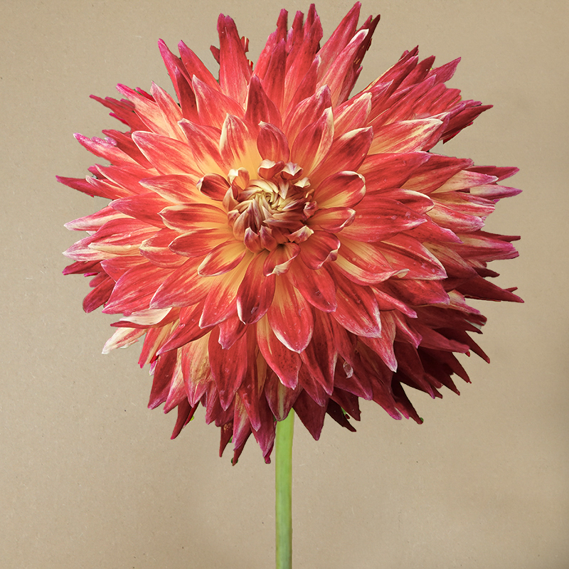 Akita dahlia dahlien