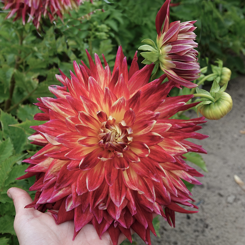 akita dahlia dahlien