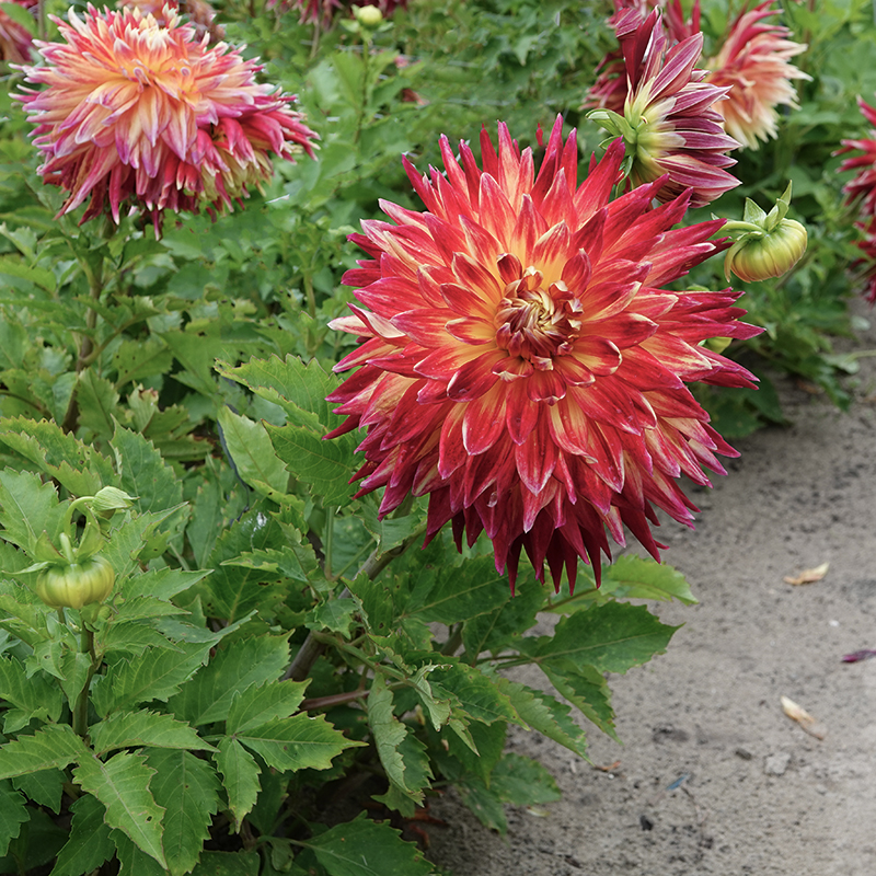 dinner plate dahlia