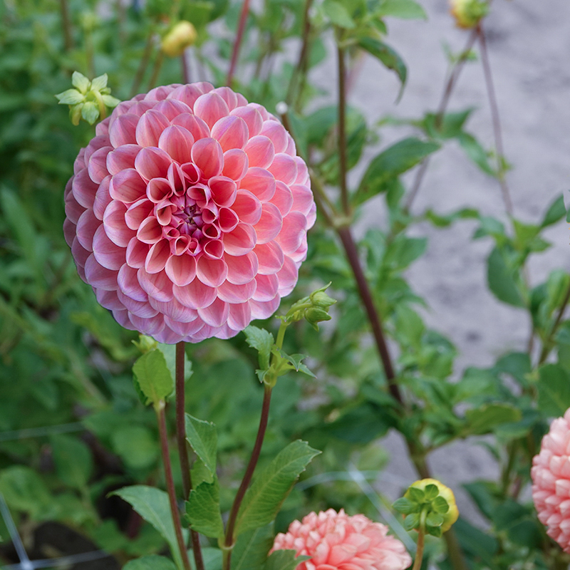 dahlien pompon linda’s baby