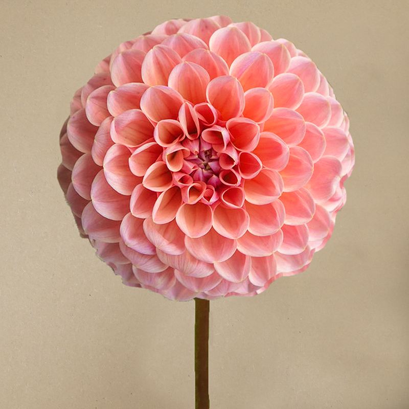 linda's baby dahlia dahlien