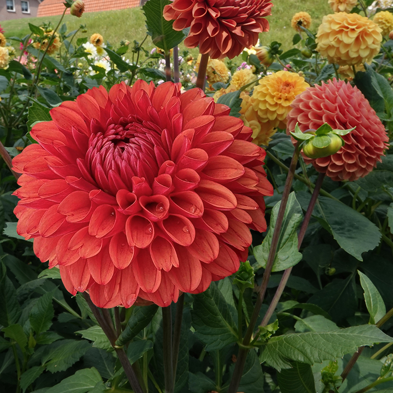dahlia brown sugar