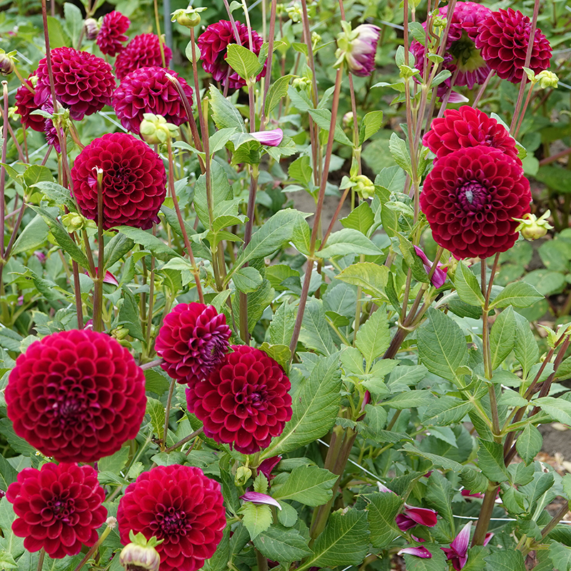 pompon dahlia cornel rood