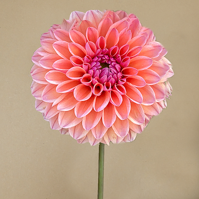 Daisy Duke dahlia dahlien
