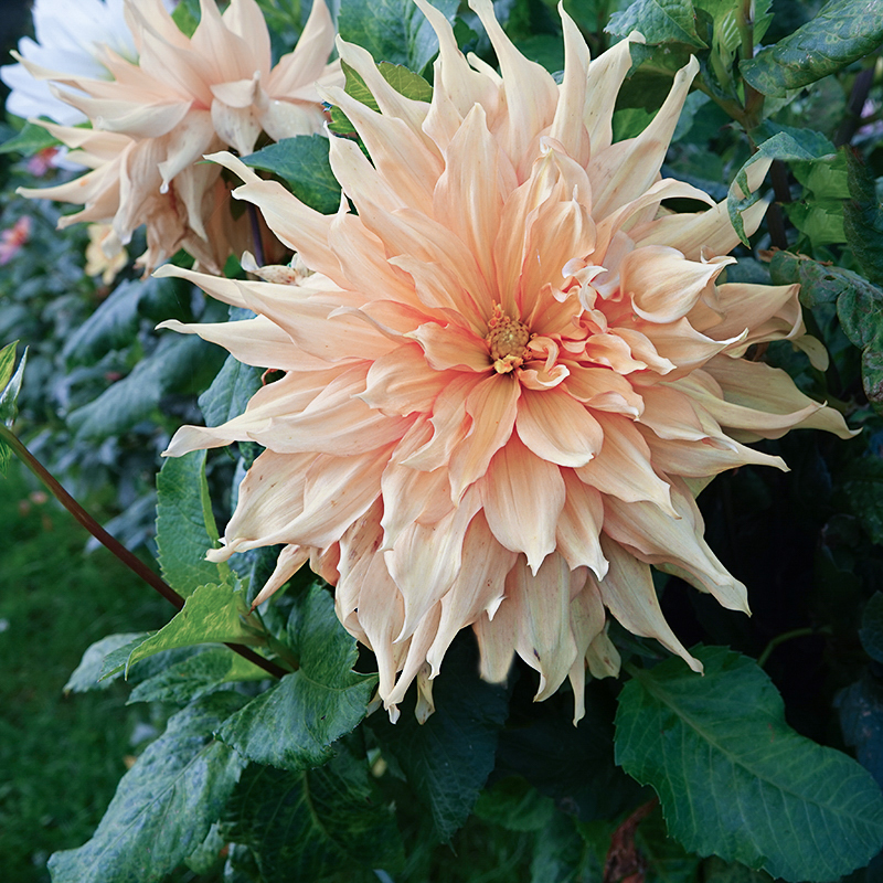 mango madness  dahlia dahlien