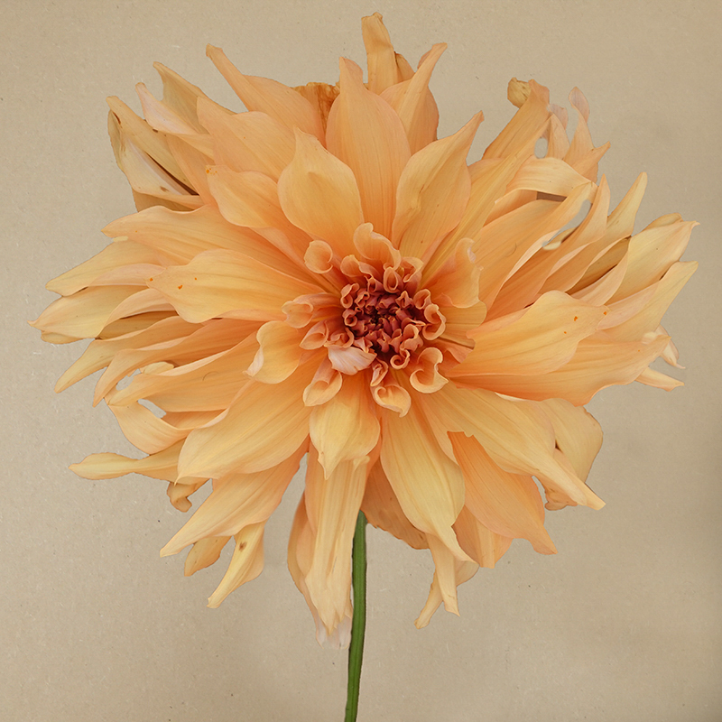 mango madness dahlia
