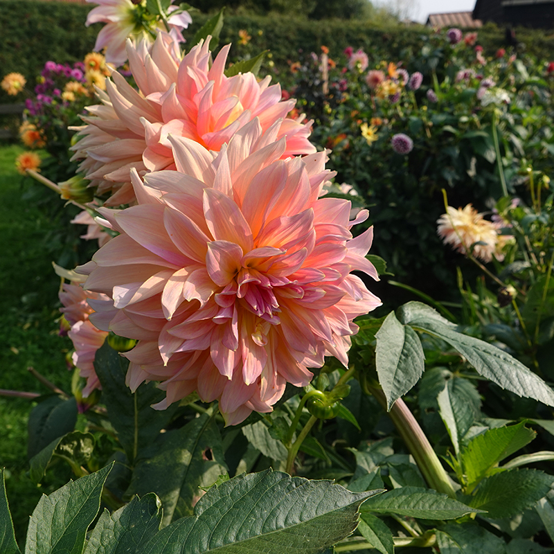 dahlien paso doble dancer dinner plate