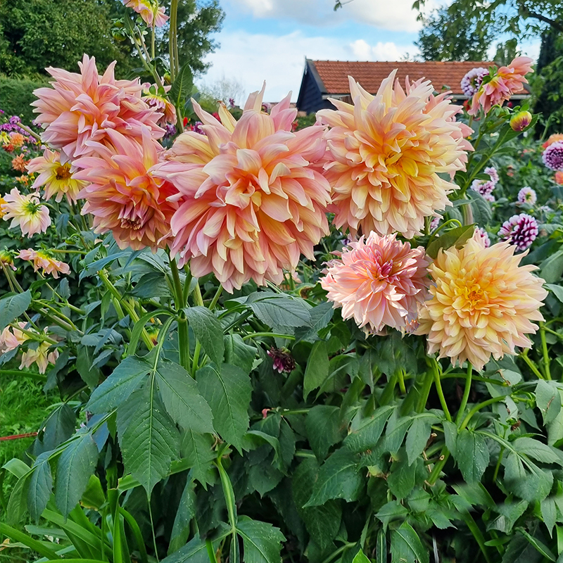 nieuwe dahlia paso doble dancer