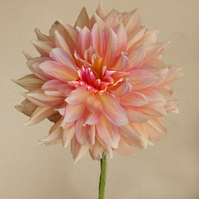 paso doble dancer dahlia