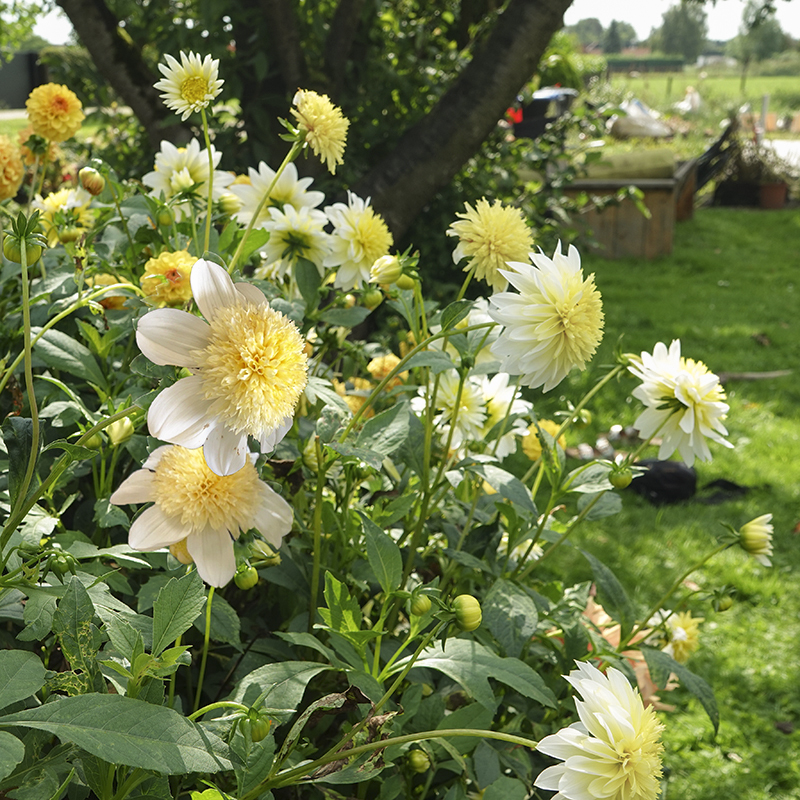 platinum blonde dahlia