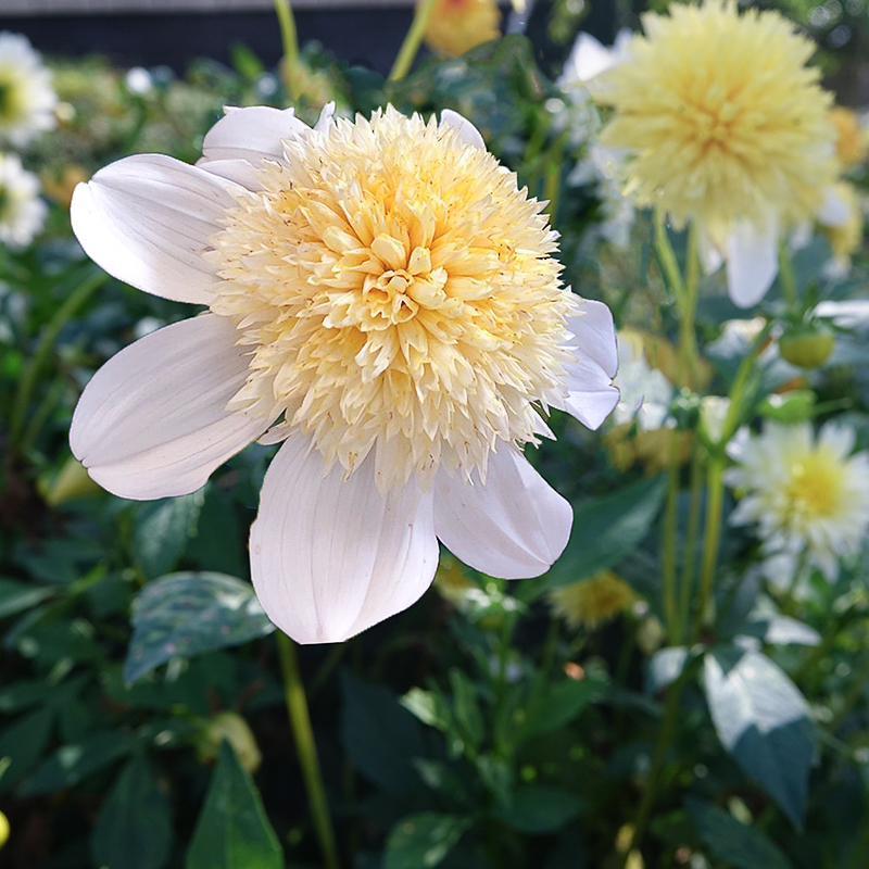 dahlien blonde platinum