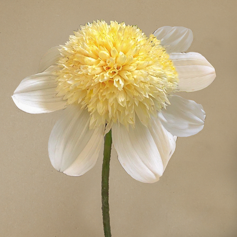 platinum blonde dahlia dahlien