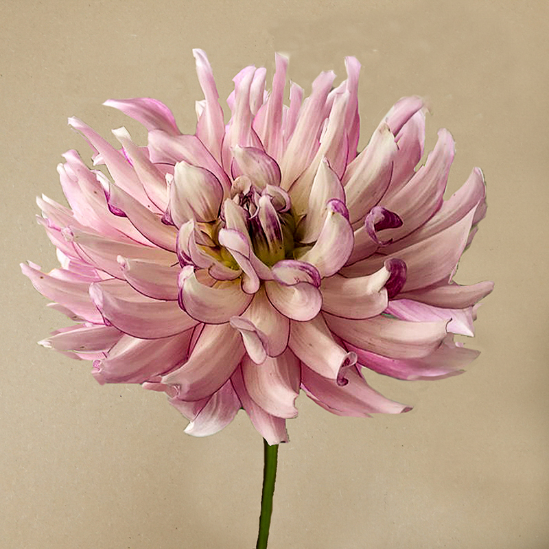 'Leila Savannah Rose' dahlia dahlien