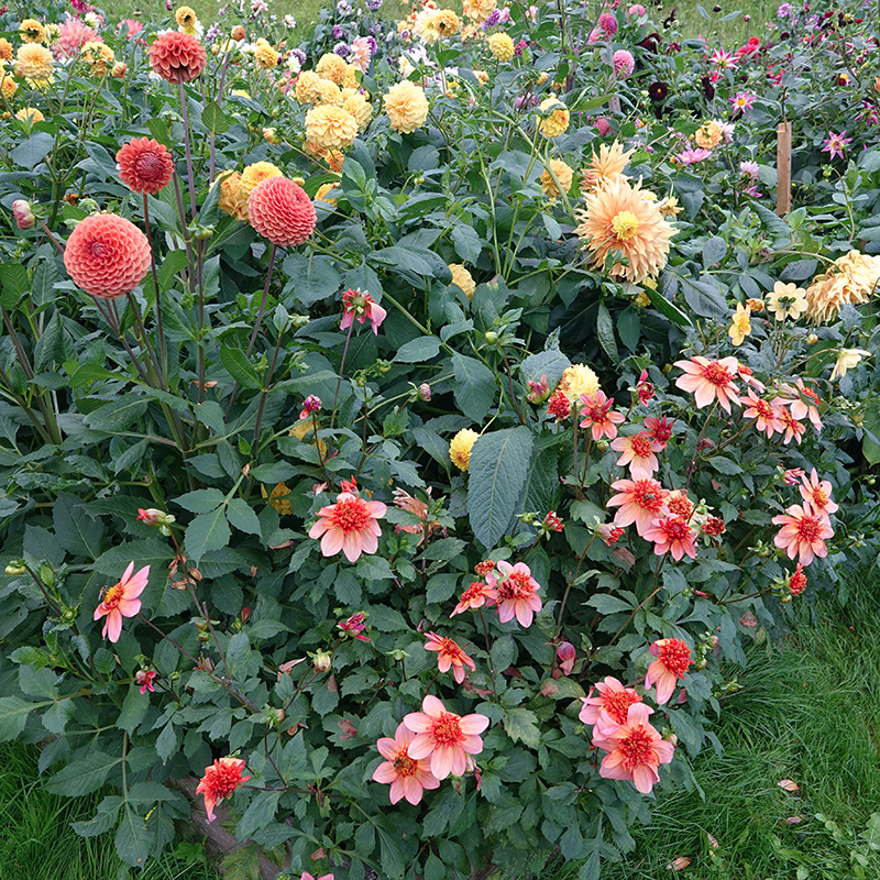 cornel brons, totally tangerine