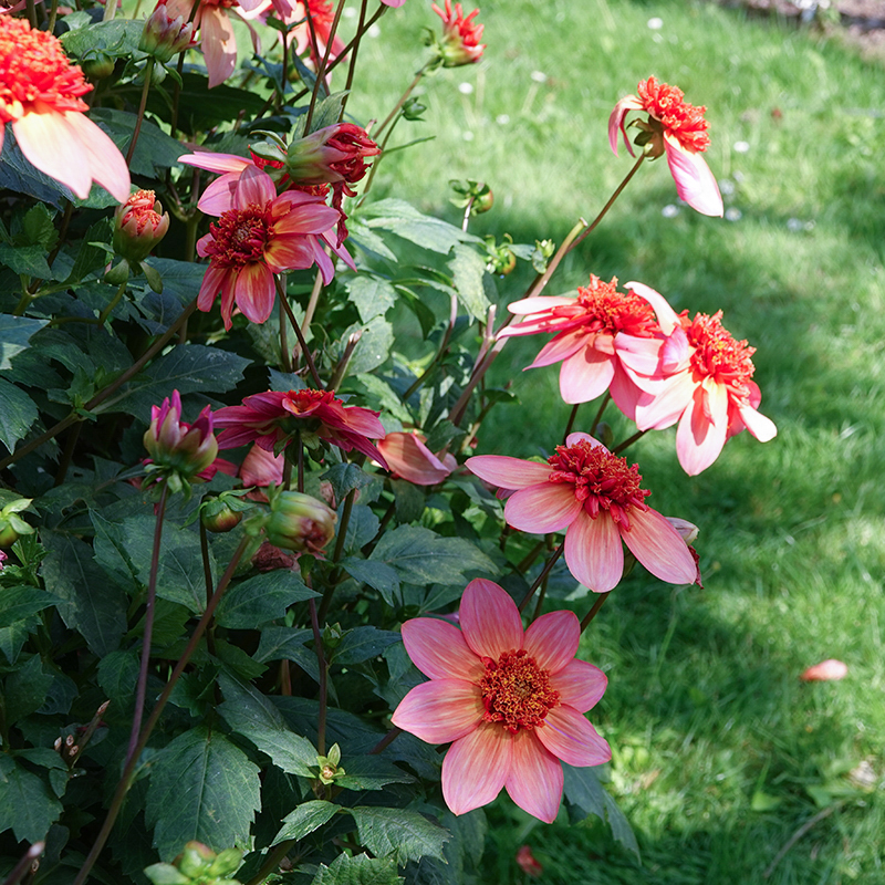 totally tangerine dahlia