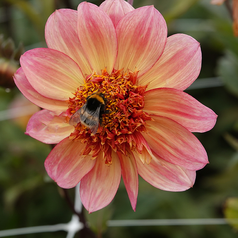 tangerine dahlia dahlien