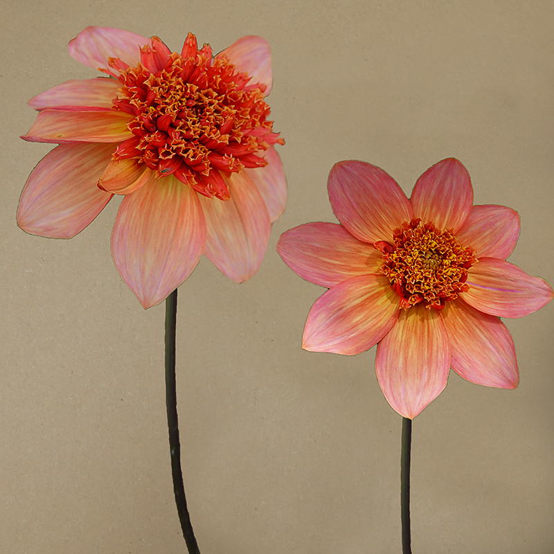 totally tangerine dahlia dahlien