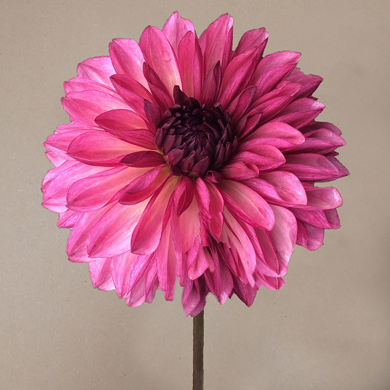 bacardi dahlia dahlien