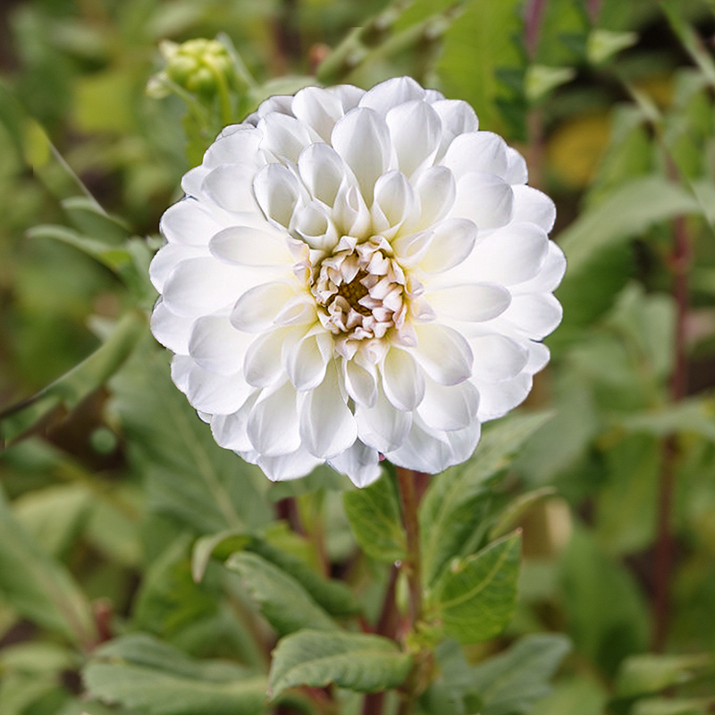 dahlia wit balvormig