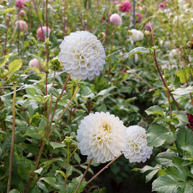 boom boom white dahlien dahlia