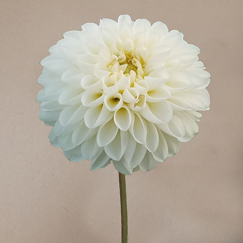 Boom Boom White dahlia dahlien