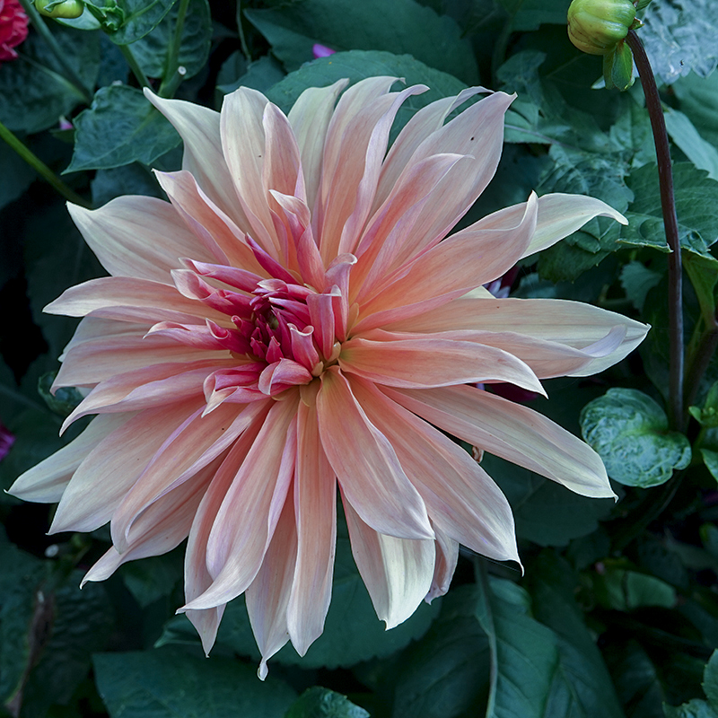 bronze dahlia dahlien