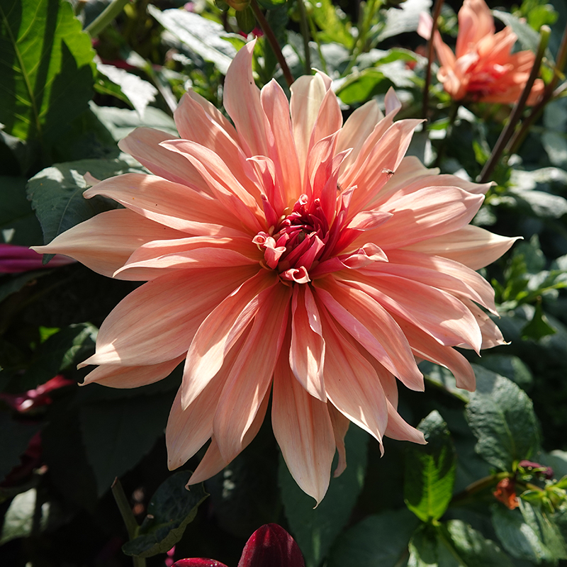 Babylon Brons dahlia kopen