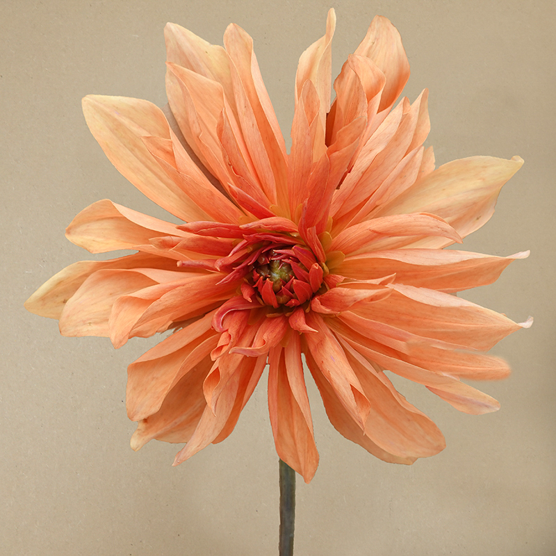 Babylon Bronze dahlia dahlien