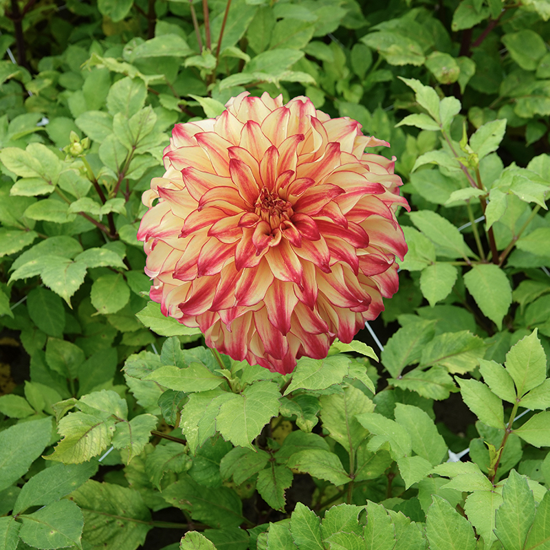 dahlia lady darlene