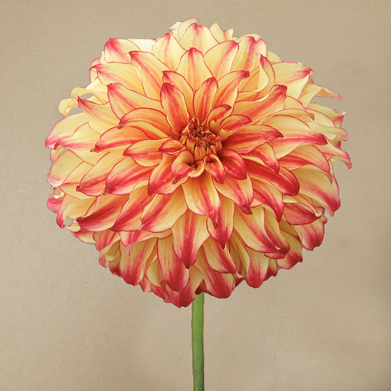 lady darlene dahlia dahlien