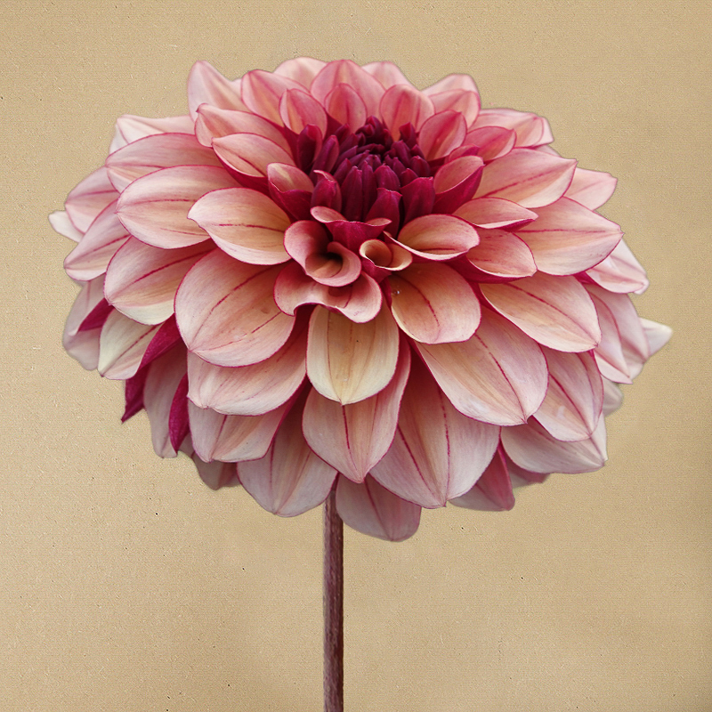 dahlia creme de crognac
