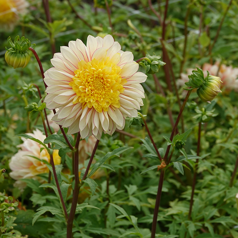 pola dahlia