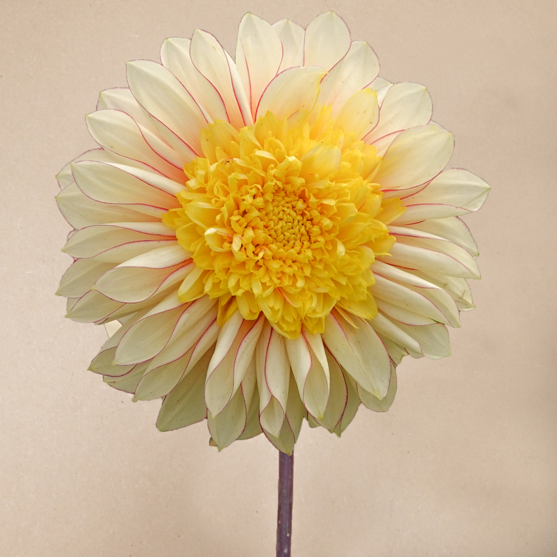 polka dahlia dahlien