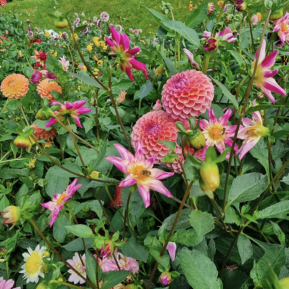 Een nieuw jaar, wat voelt het toch altijd euforisch. Een nieuwe ronde, nieuwe kansen, nieuwe doelen, nieuwe verlangens, en natuurlijk opnieuw genieten van alle tuinseizoenen.