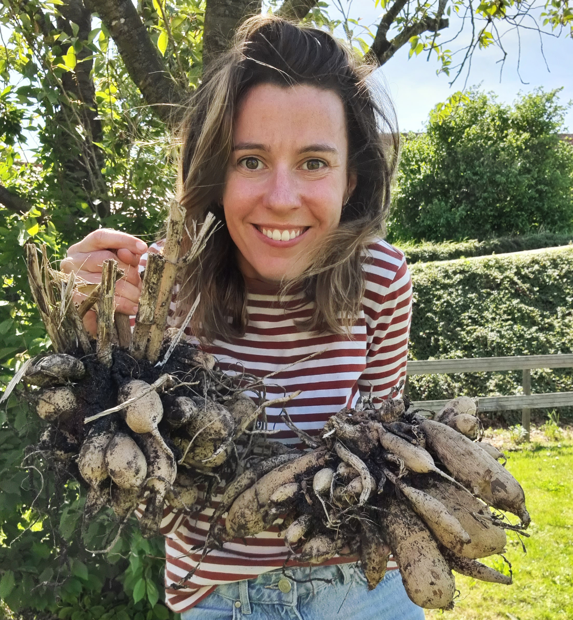 Lees hier al mijn tips en tricks rondom het planten van dahlia's.