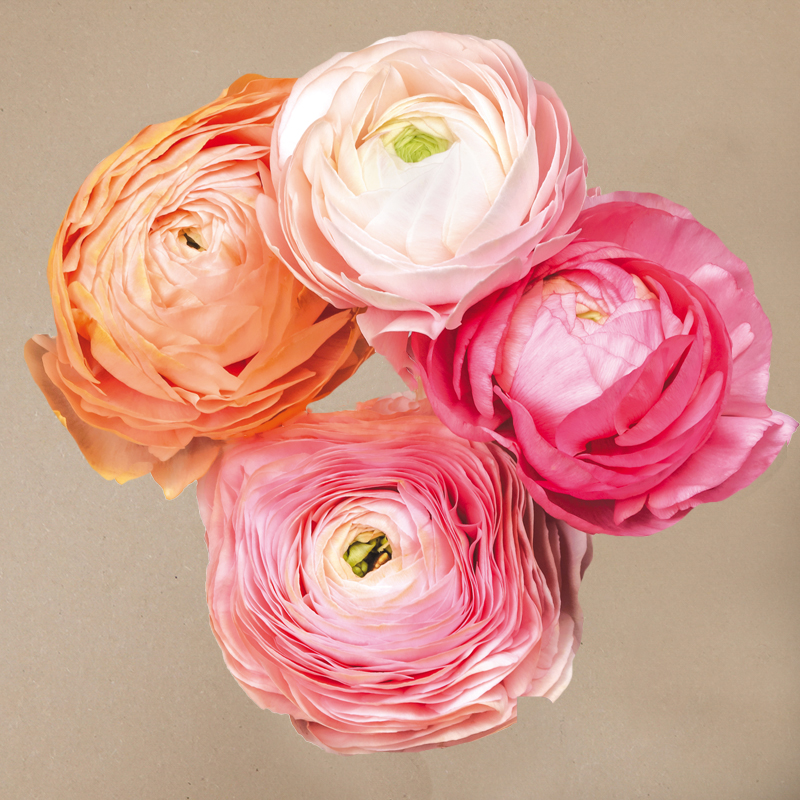 Elegance Pastello mix