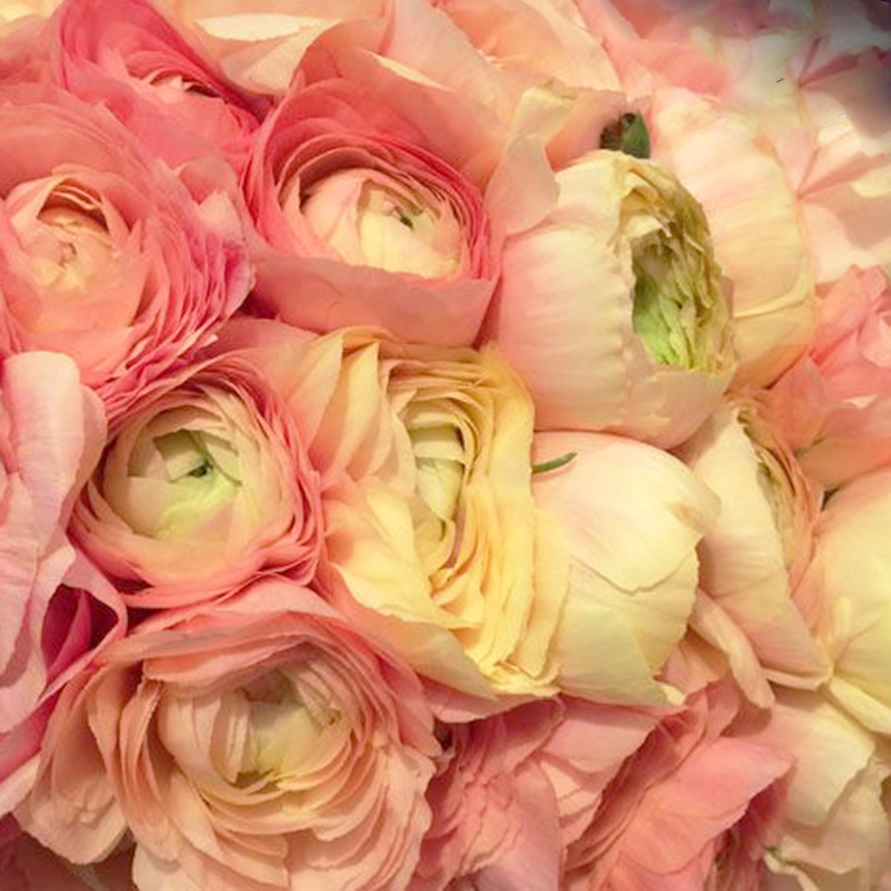 Elegance Salmone 06 2