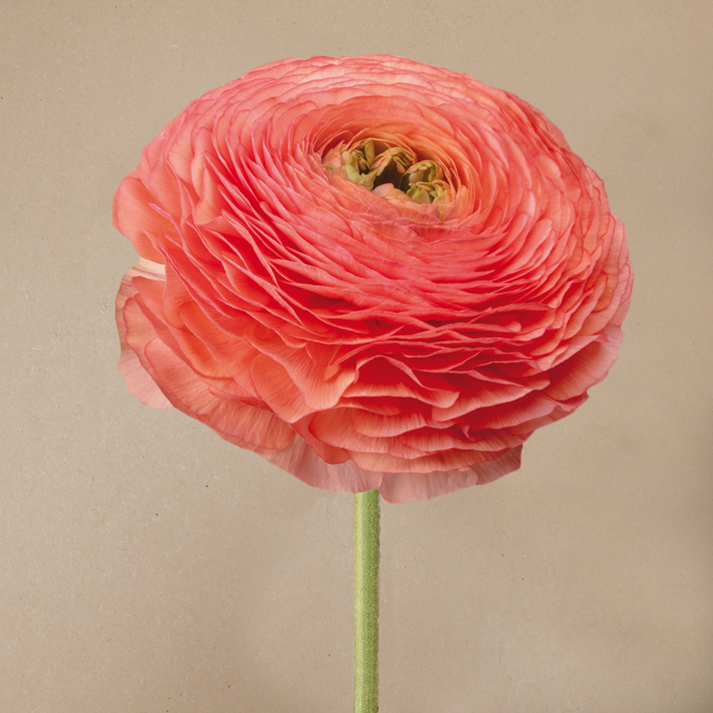 Elegance Salmone 605A